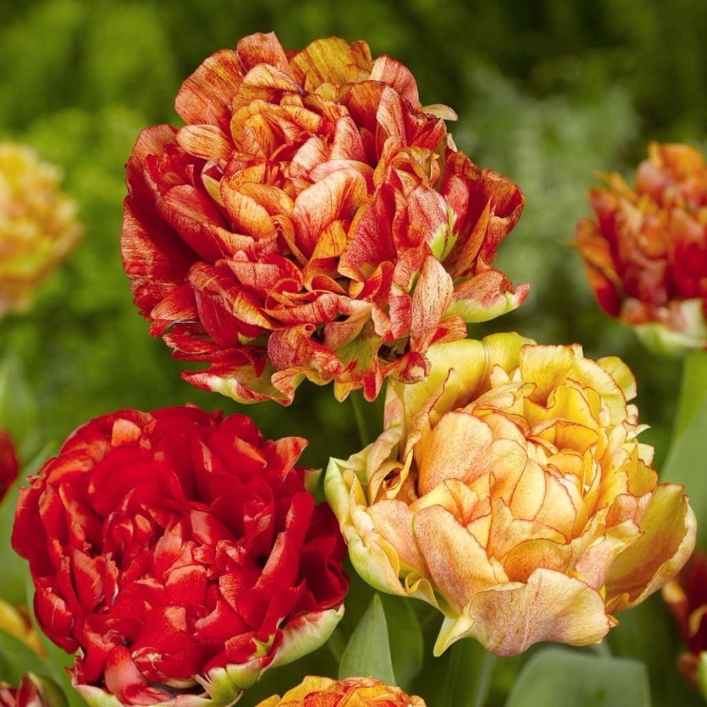 Bio-Päonien-Tulpe 'Gudoshnik Double' Rot-Gelb