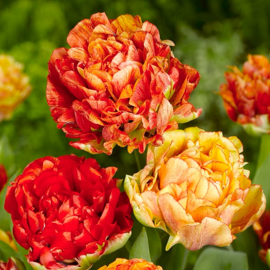 Bio-Päonien-Tulpe 'Gudoshnik Double' Rot-Gelb