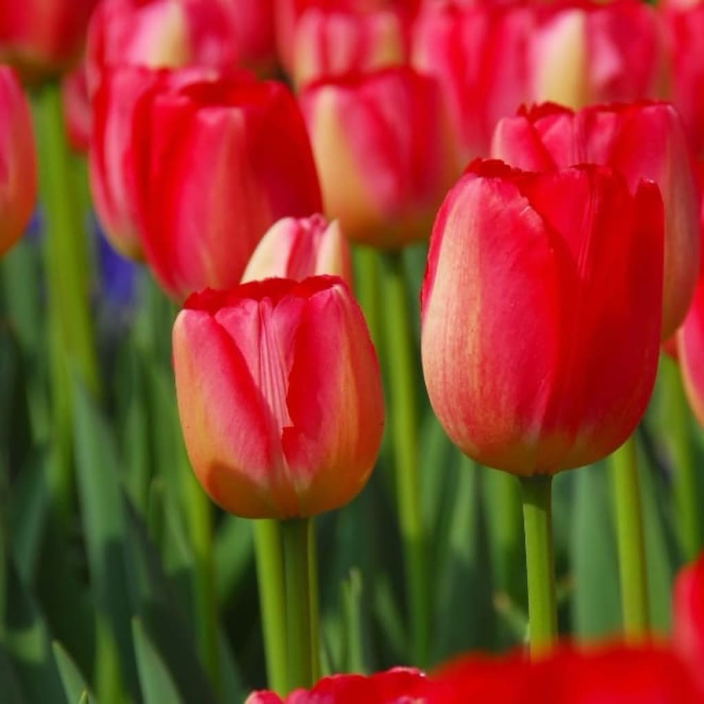 Tulipa