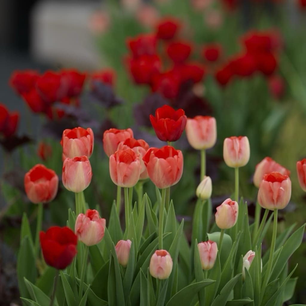 Bio-Triumph-Tulpe 'Judith Leyster' Rot-Gelb