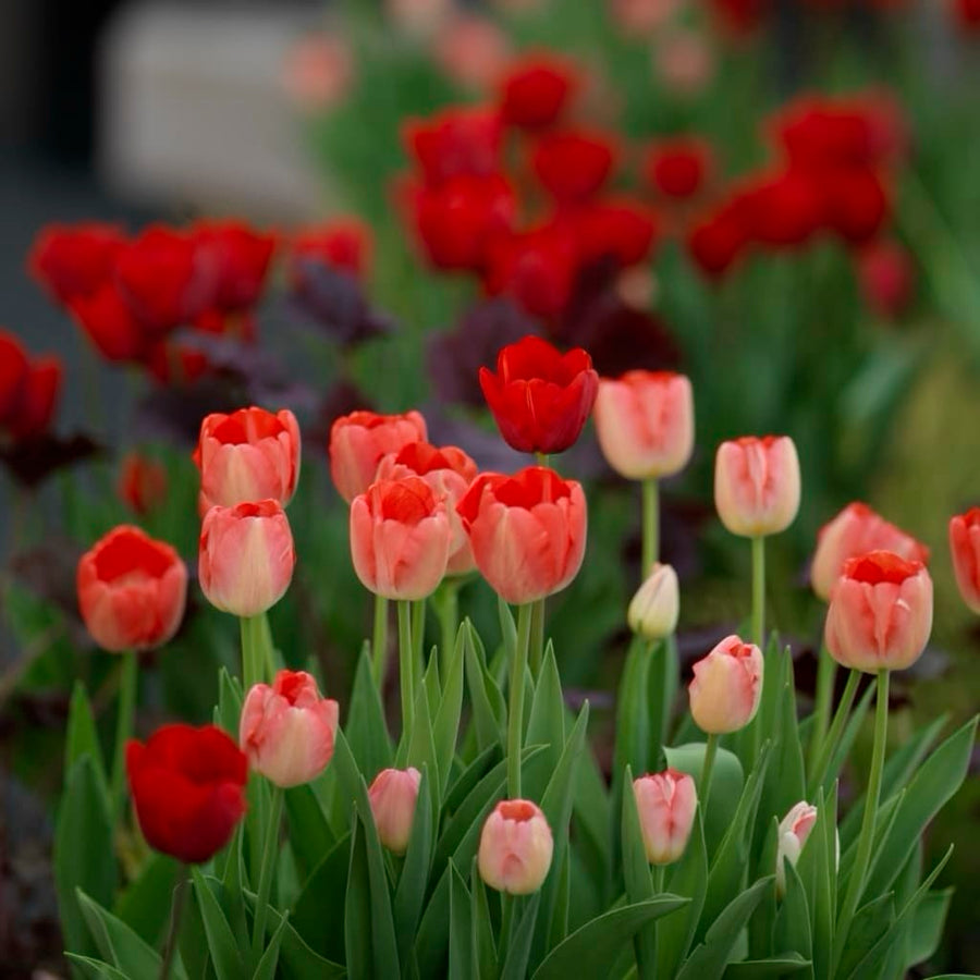 Bio-Triumph-Tulpe 'Judith Leyster' Rot-Gelb