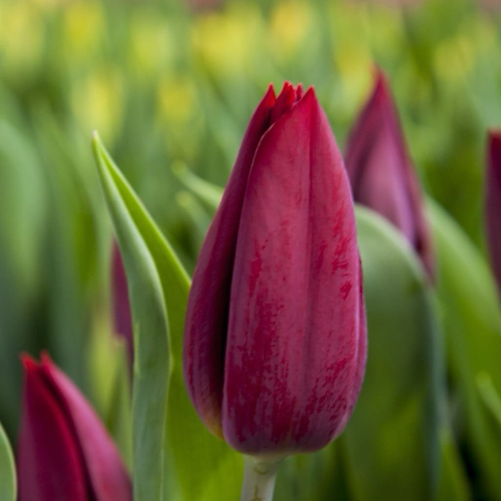 Bio-Triumph-Tulpe 'Strong Love' Rot