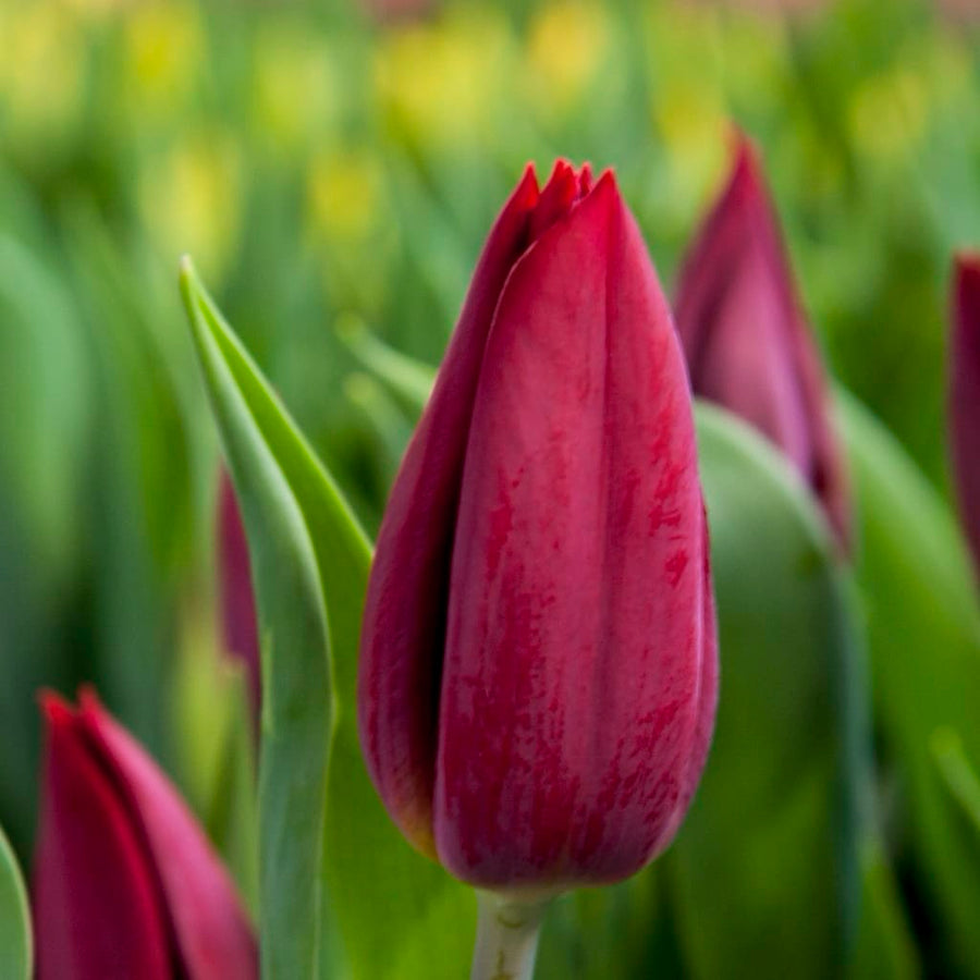 Bio-Triumph-Tulpe 'Strong Love' Rot