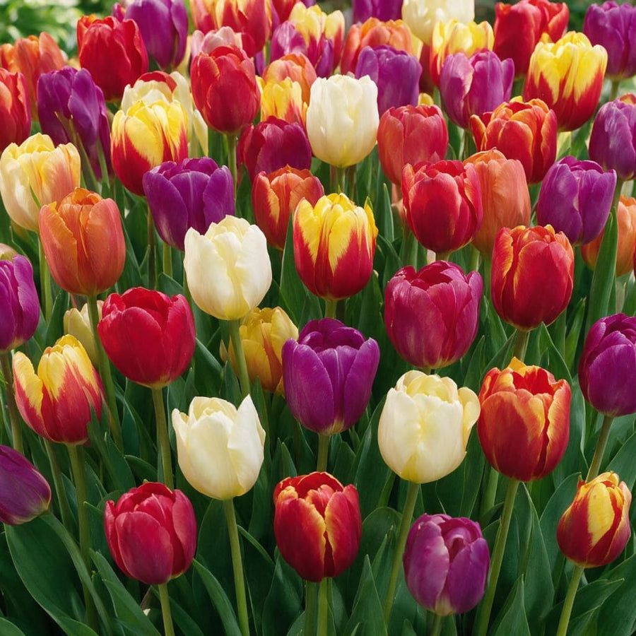 Tulipa