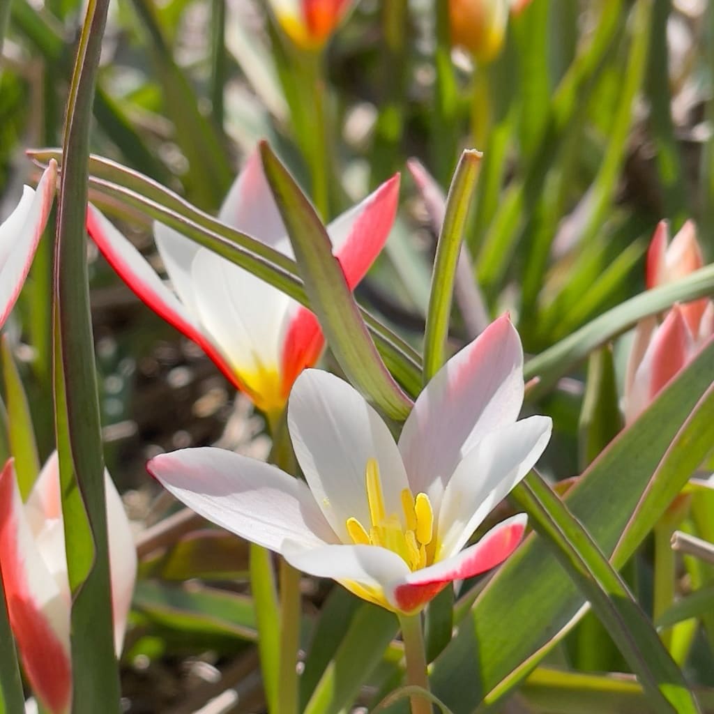 Tulipa clusiana var. stellata