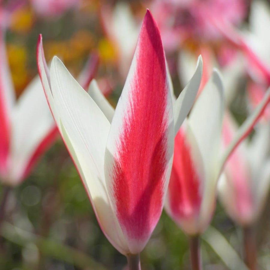 Wildtulpe 'Lady Tulip' Rot-Weiß