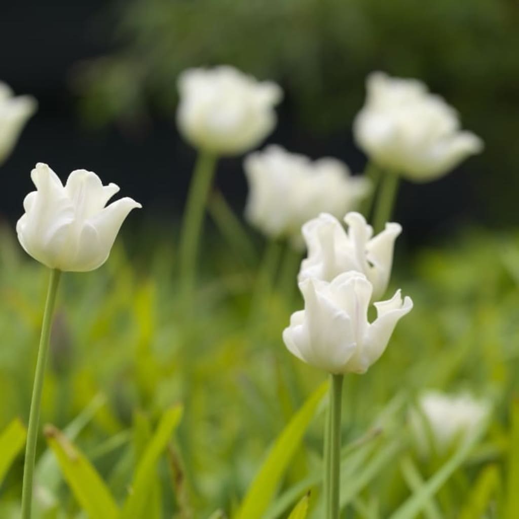 Coronet-Tulpe 'White Liberstar' Weiß