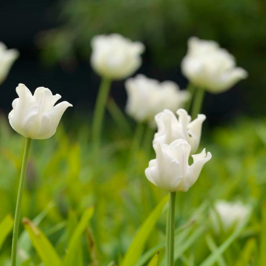 Coronet-Tulpe 'White Liberstar' Weiß