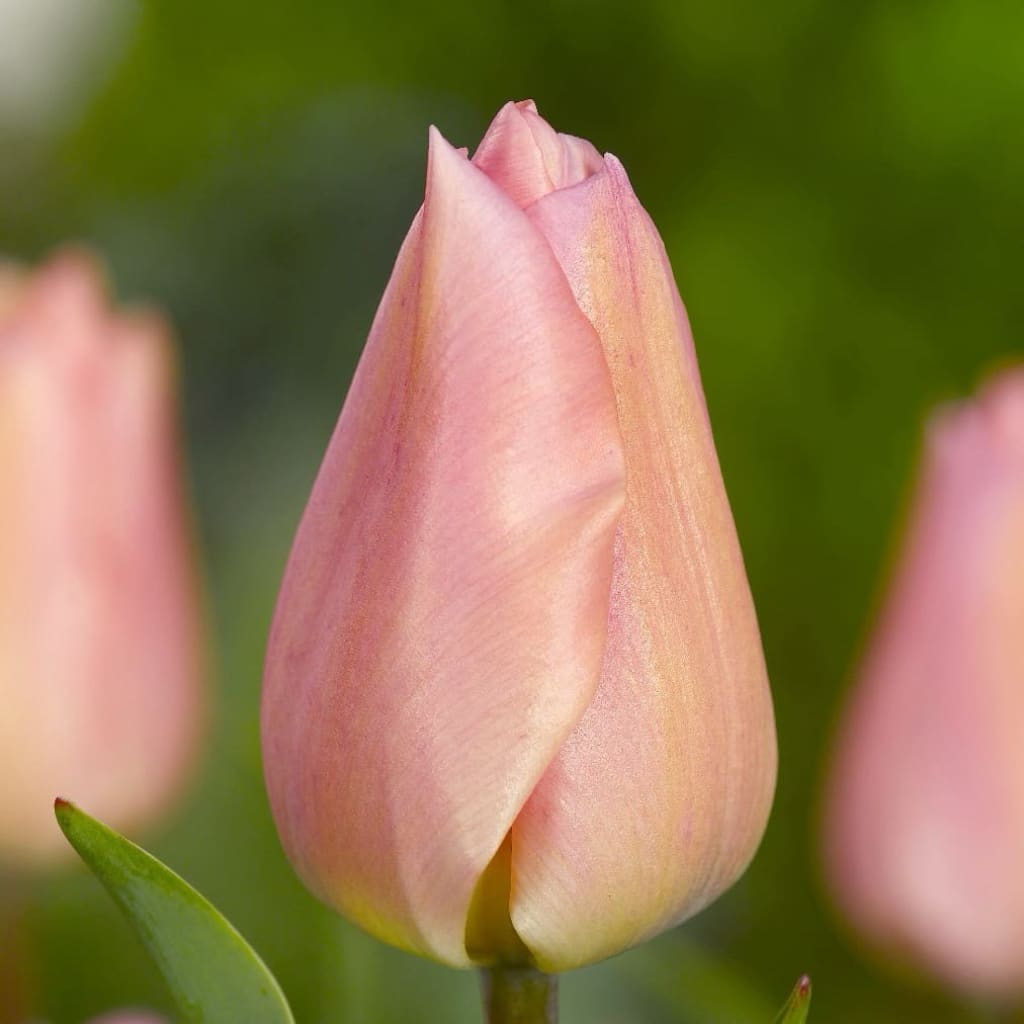 Tulipa