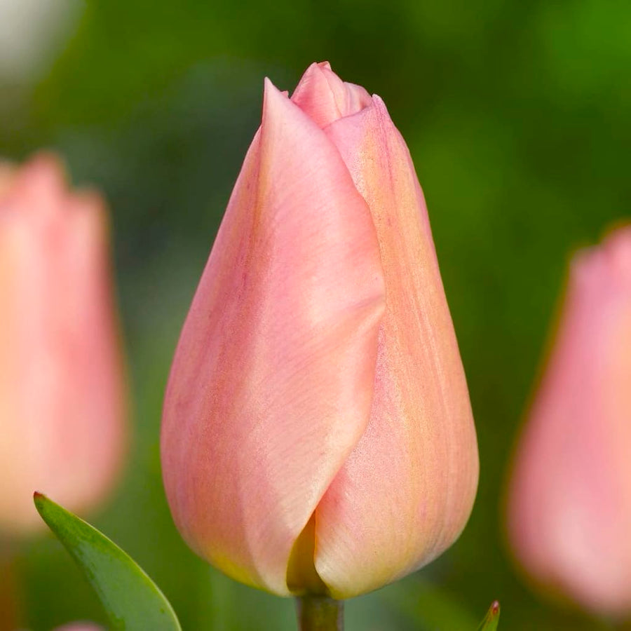 Tulipa