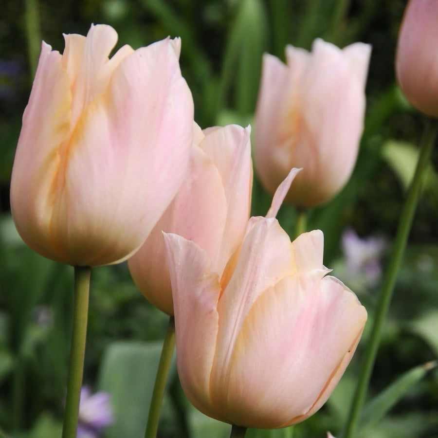 Darwin-Hybrid-Tulpe 'Apricot Pride' Rosa