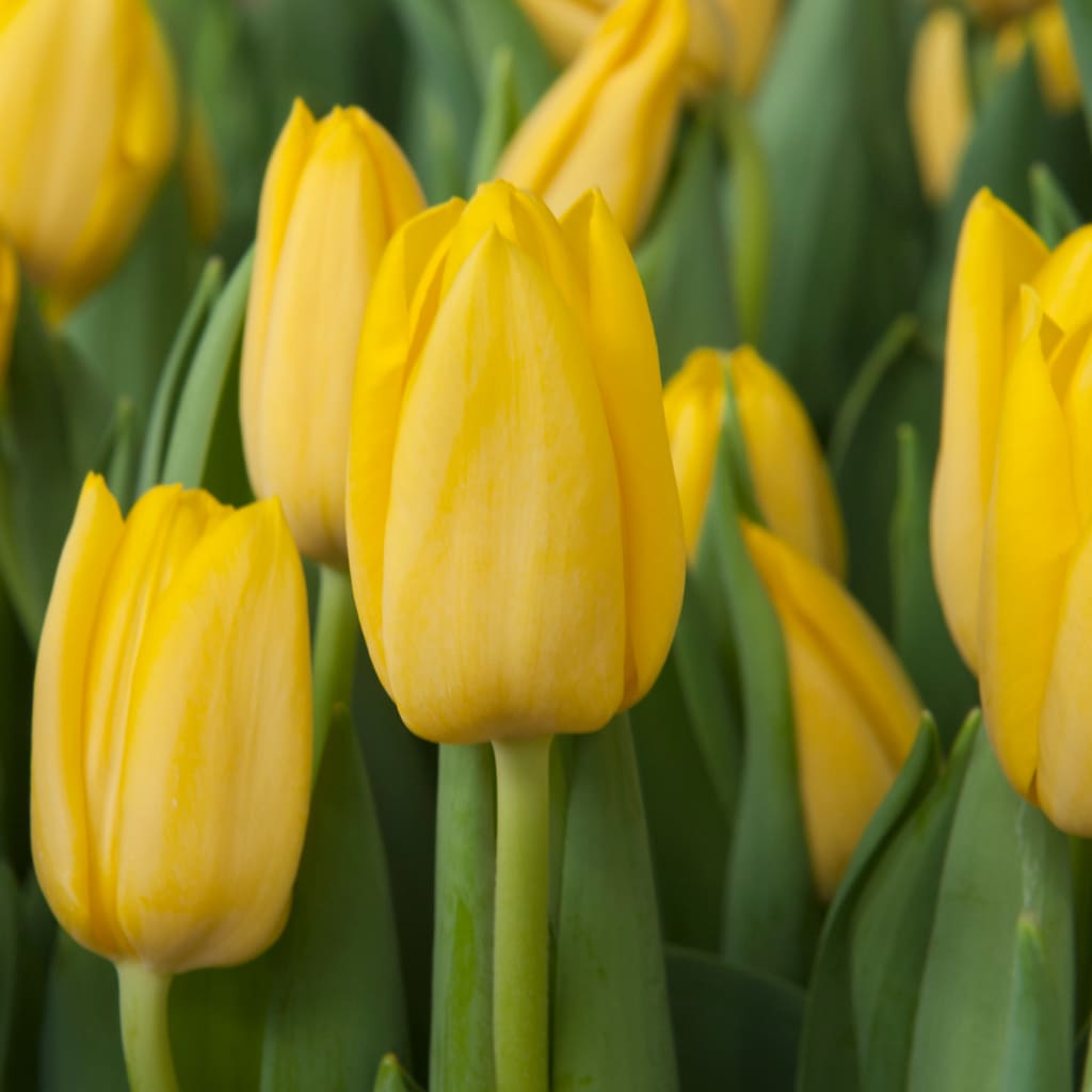 Tulipa