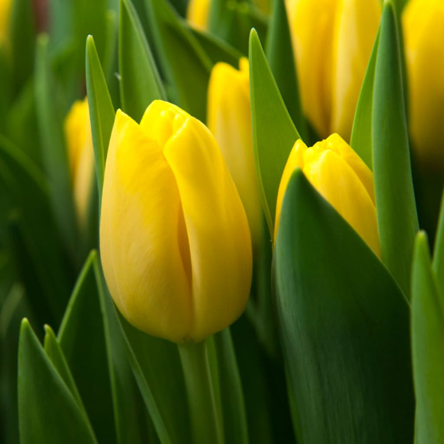 Darwin-Hybrid-Tulpe 'Novi Sun' Gelb