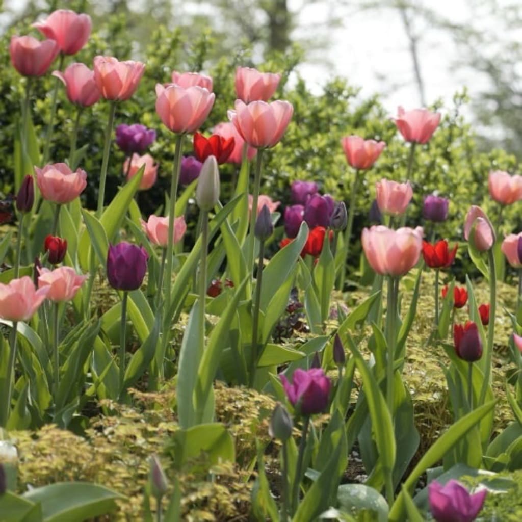 Tulipa