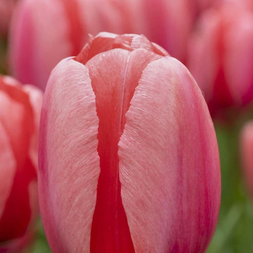 Tulipa