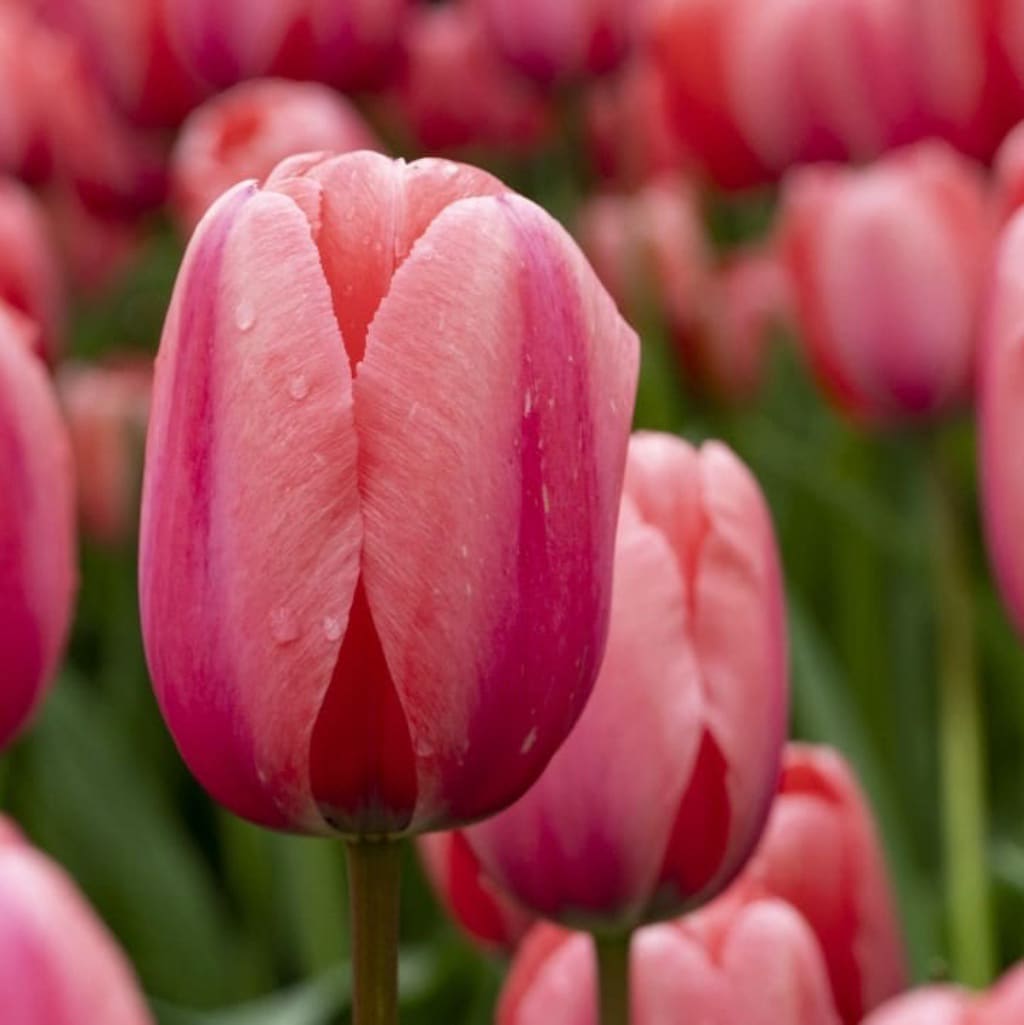 Darwin-Hybrid-Tulpe 'Pink Impression' Rosa