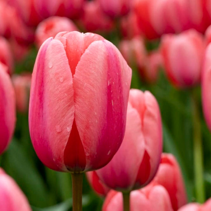 Darwin-Hybrid-Tulpe 'Pink Impression' Rosa