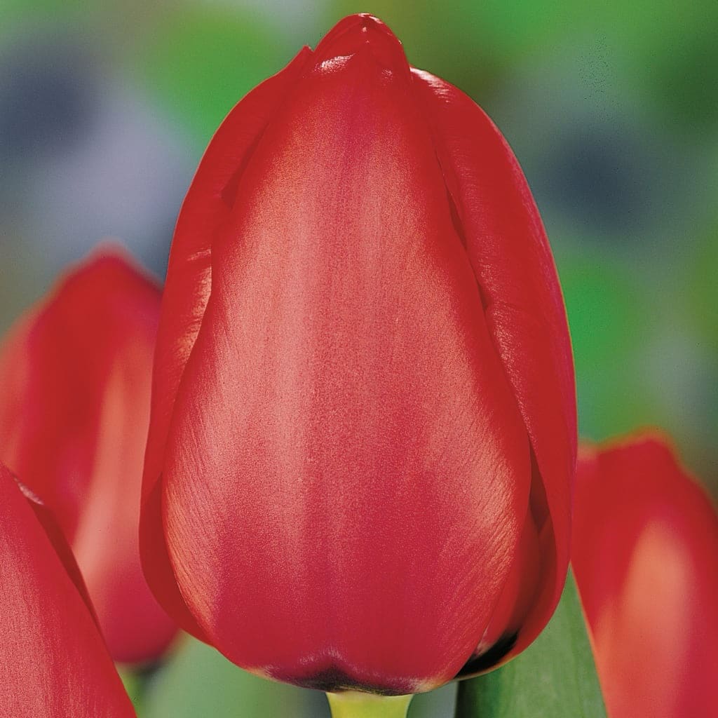 Tulipa
