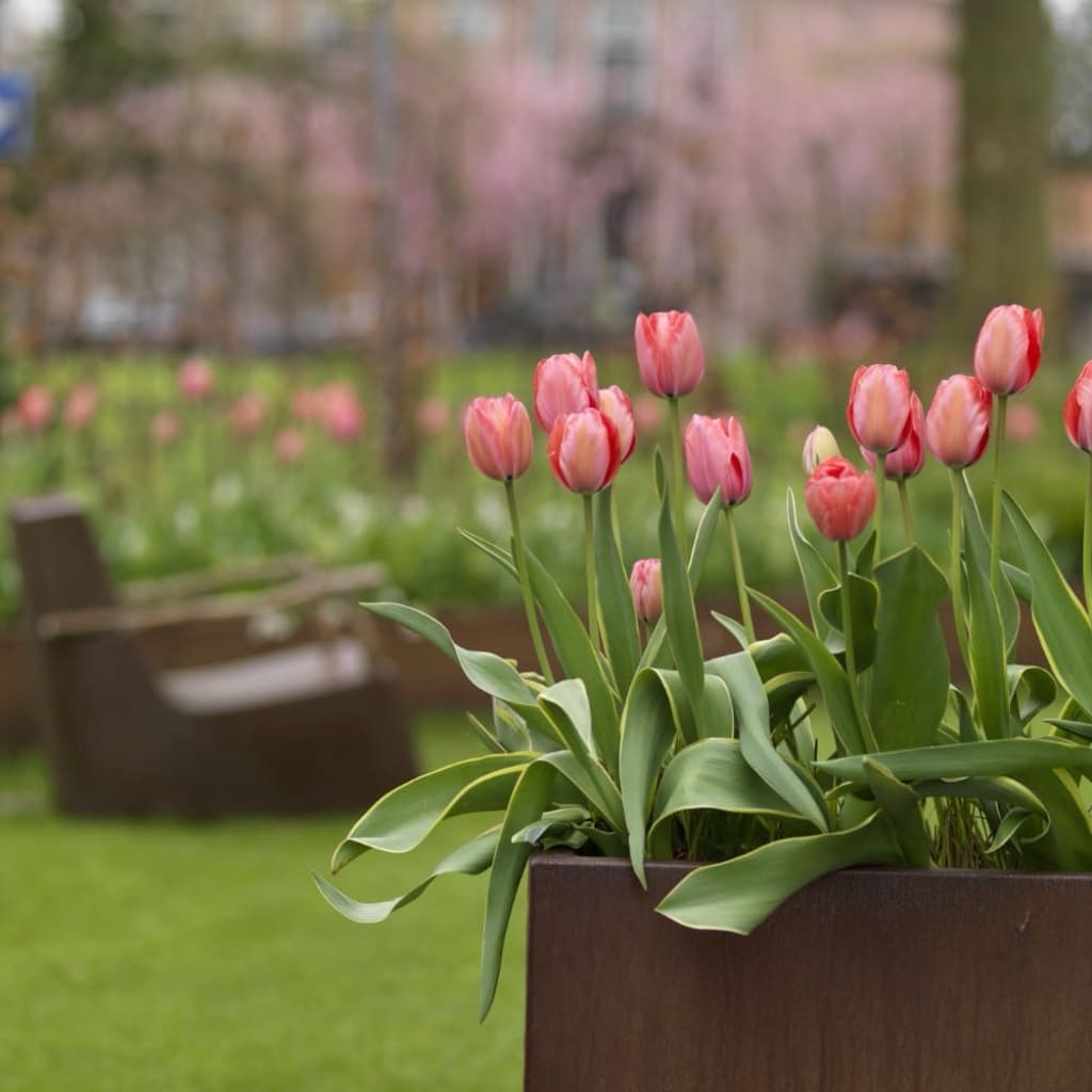 Darwin-Hybrid-Tulpe 'Red Impression' Rot