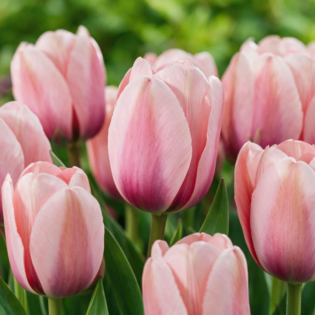 Tulipa