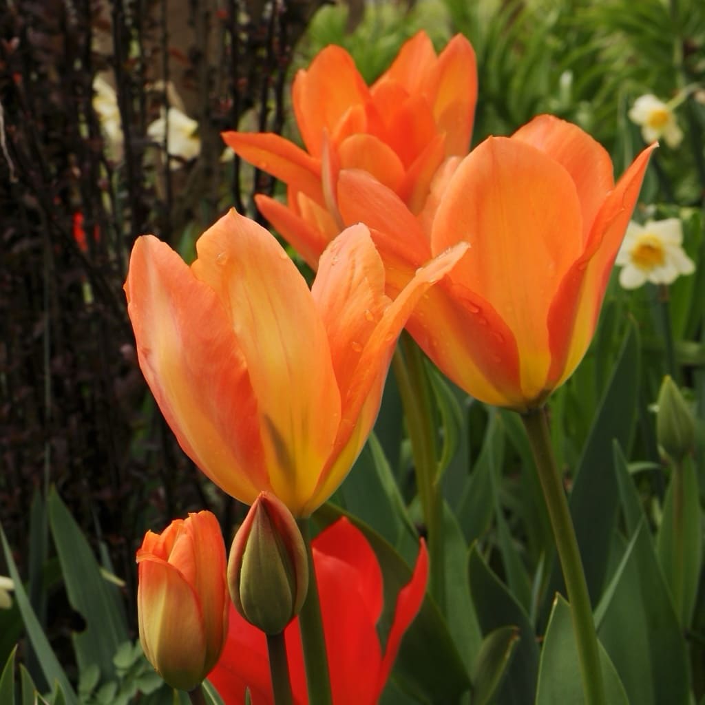 Tulipa