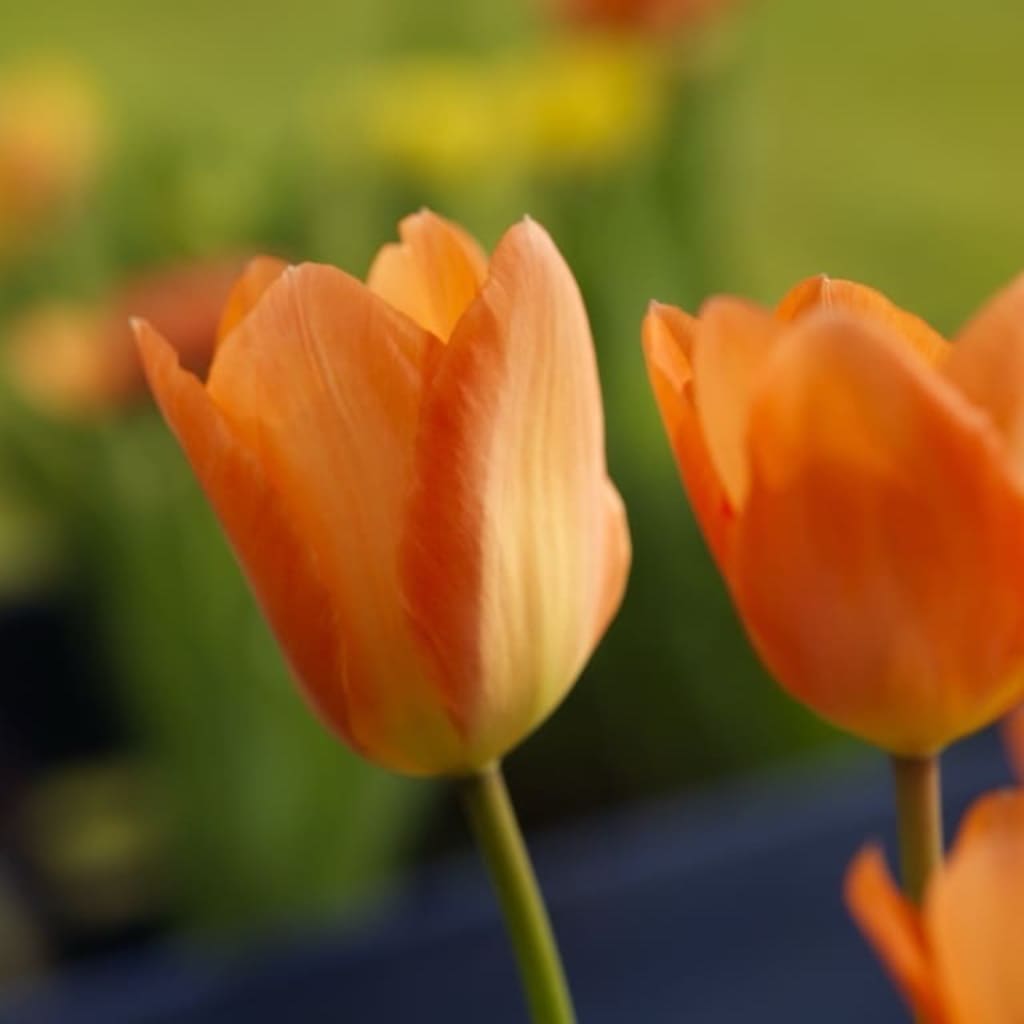 Tulipa