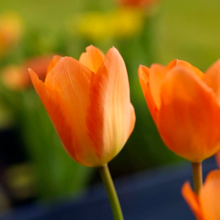 Tulipa