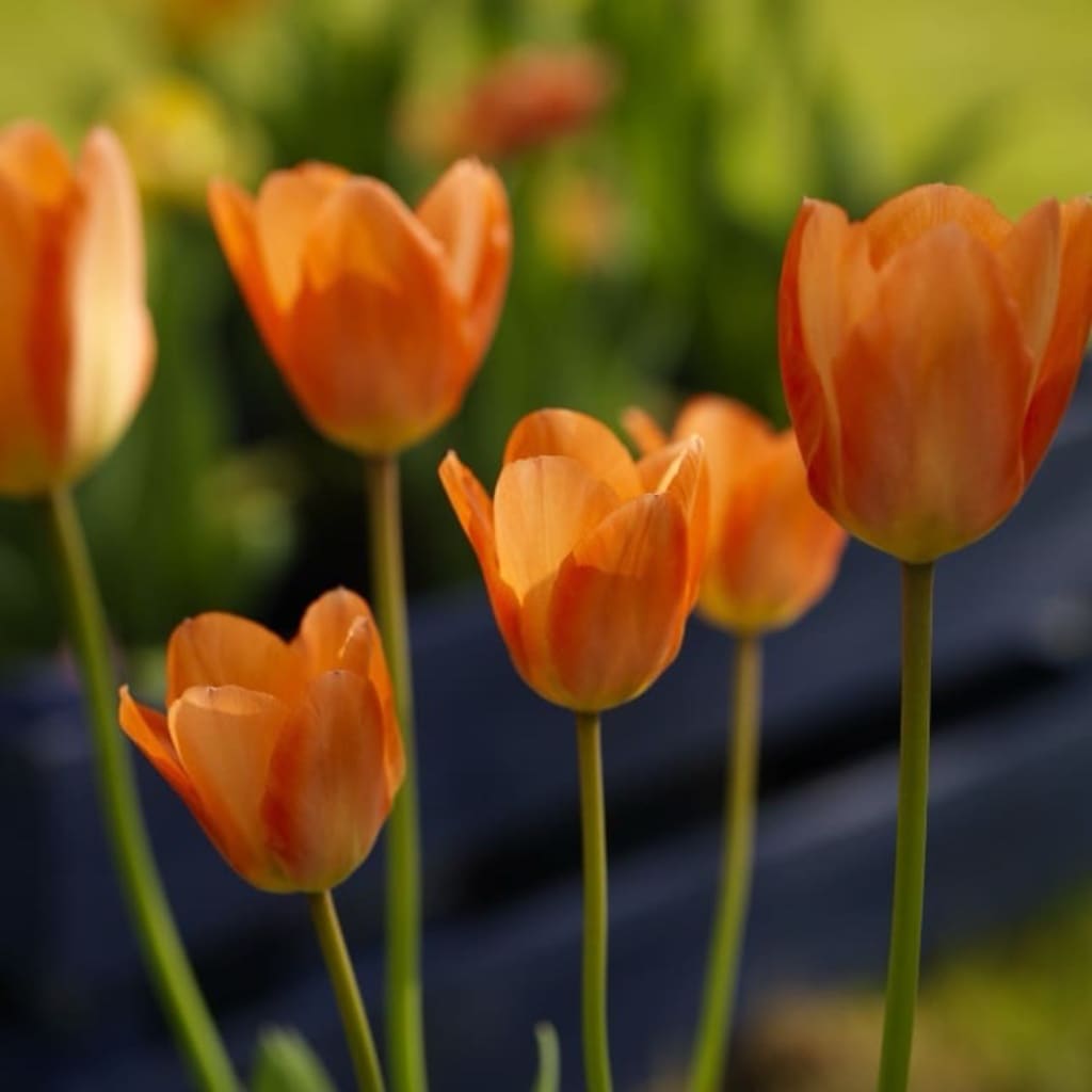 Fosteriana-Tulpe 'Orange Emperor' Orange