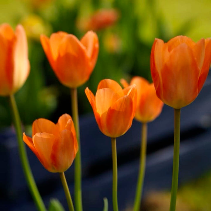 Fosteriana-Tulpe 'Orange Emperor' Orange