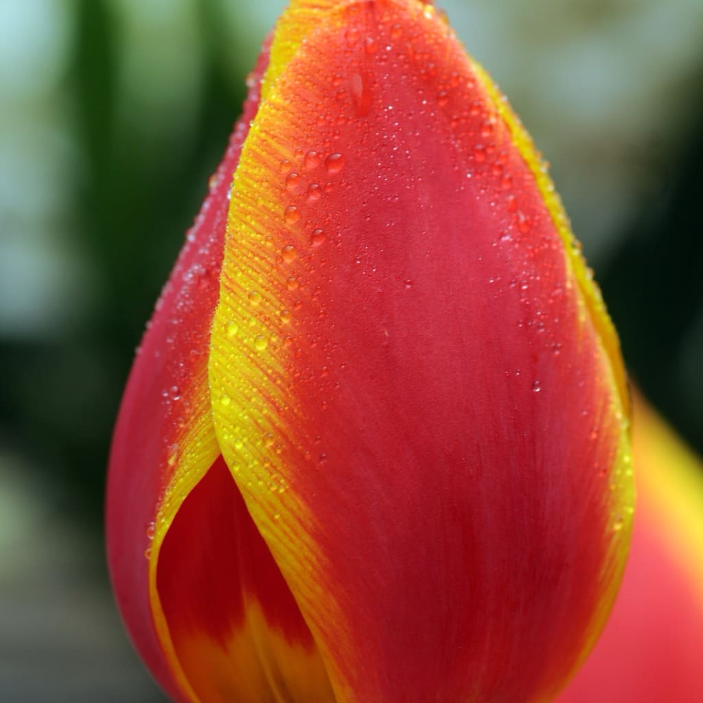 Tulipa