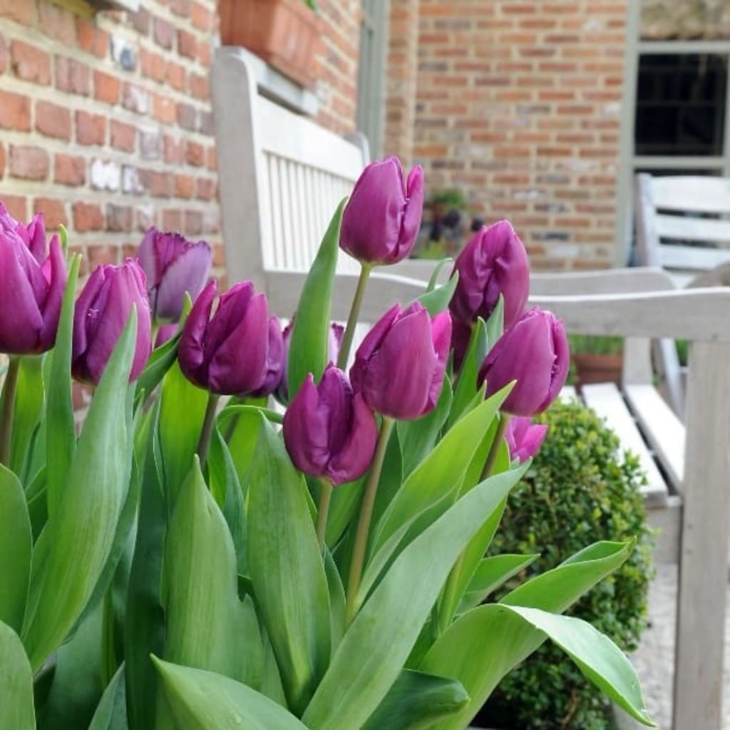 Tulipa