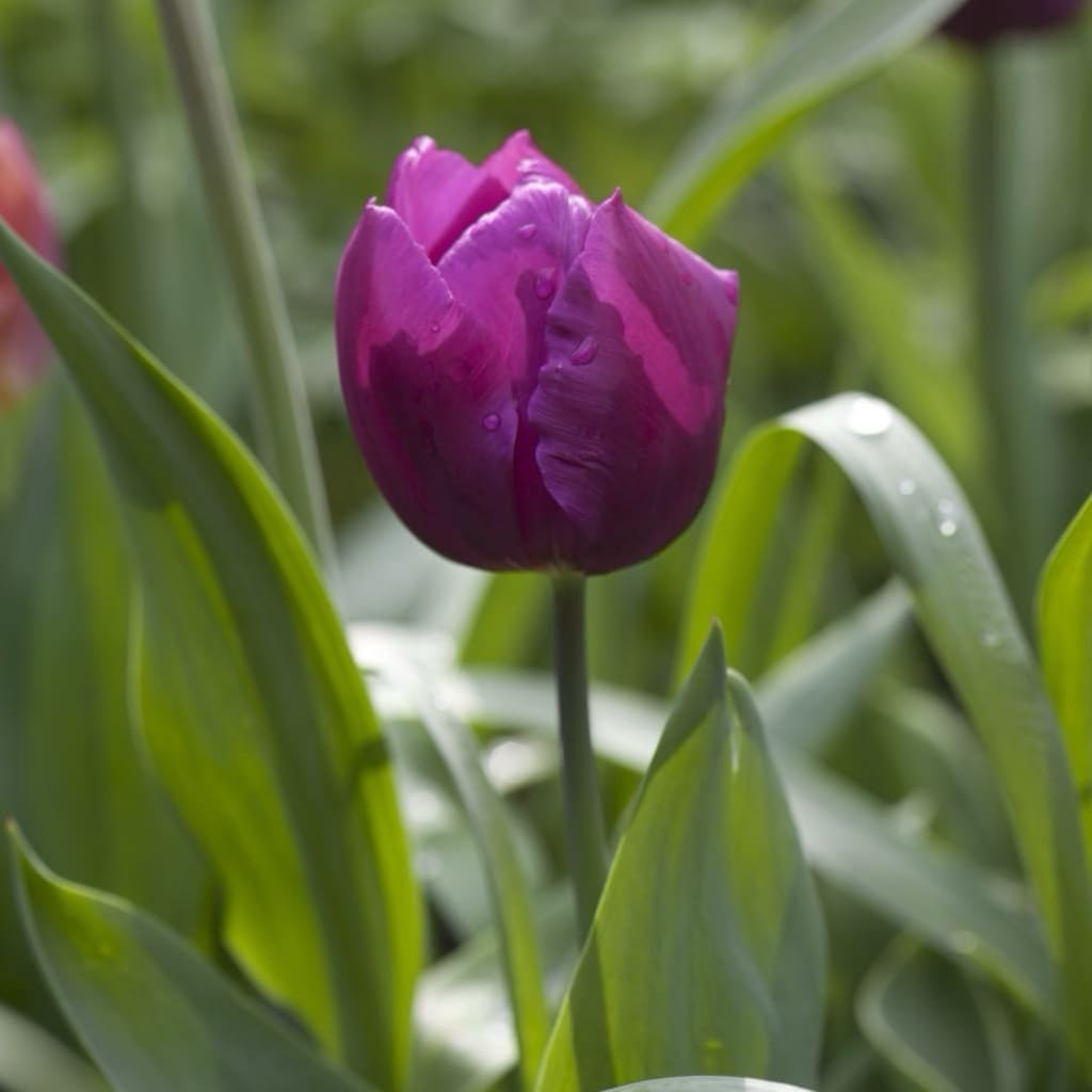 Tulipa