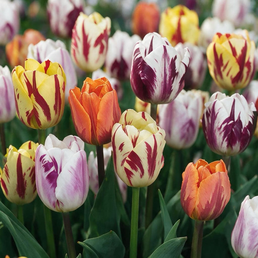 Tulipa