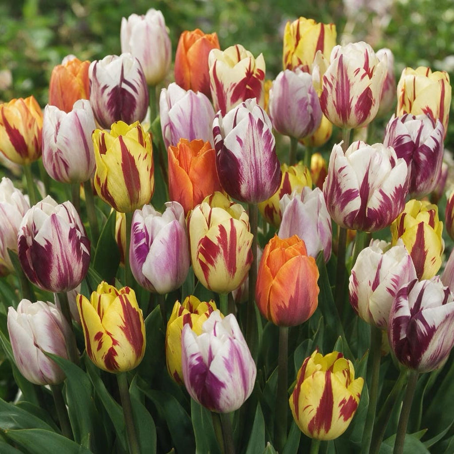 Geflammte Triumph-Tulpen Mix