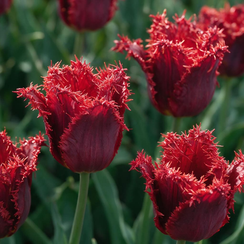 Tulipa