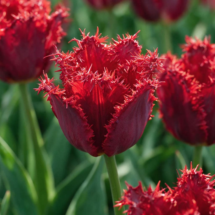 Gefranste Tulpe 'Calibra' Rot