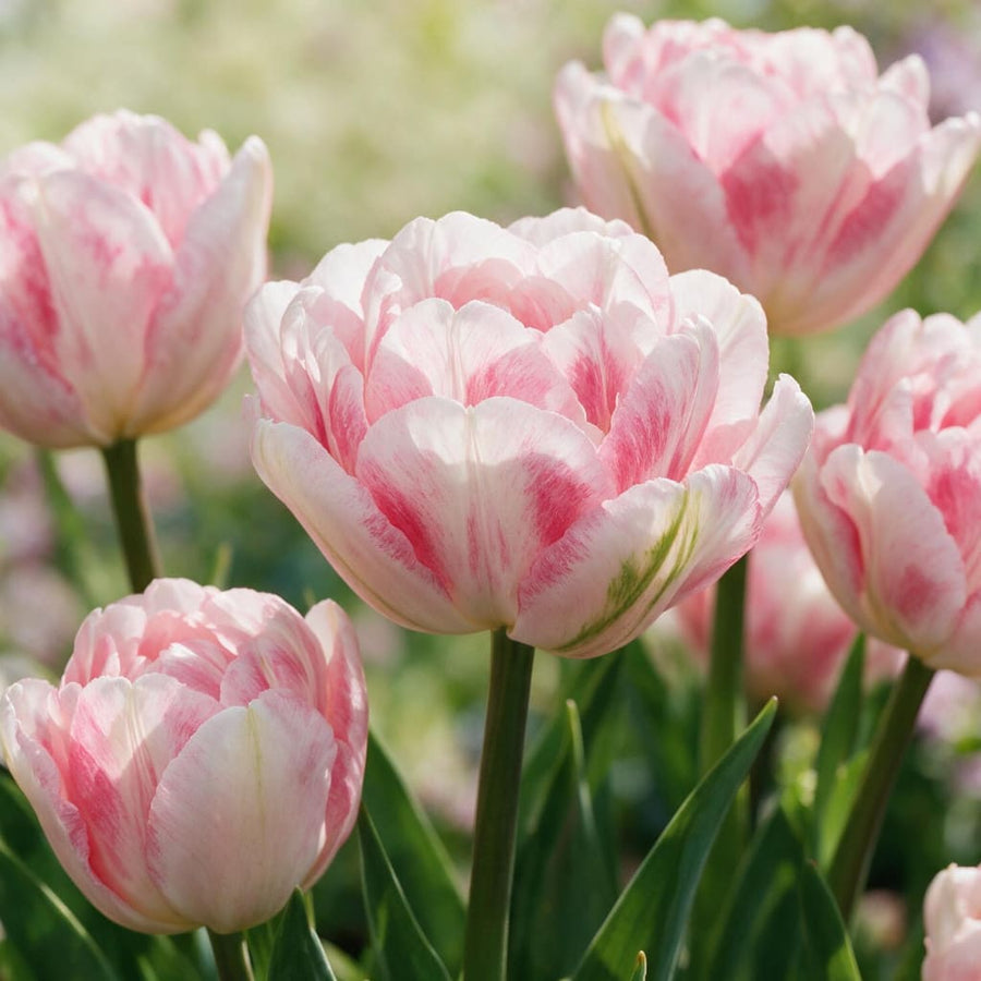 Gefüllte Tulpe 'Foxtrot' Rosa