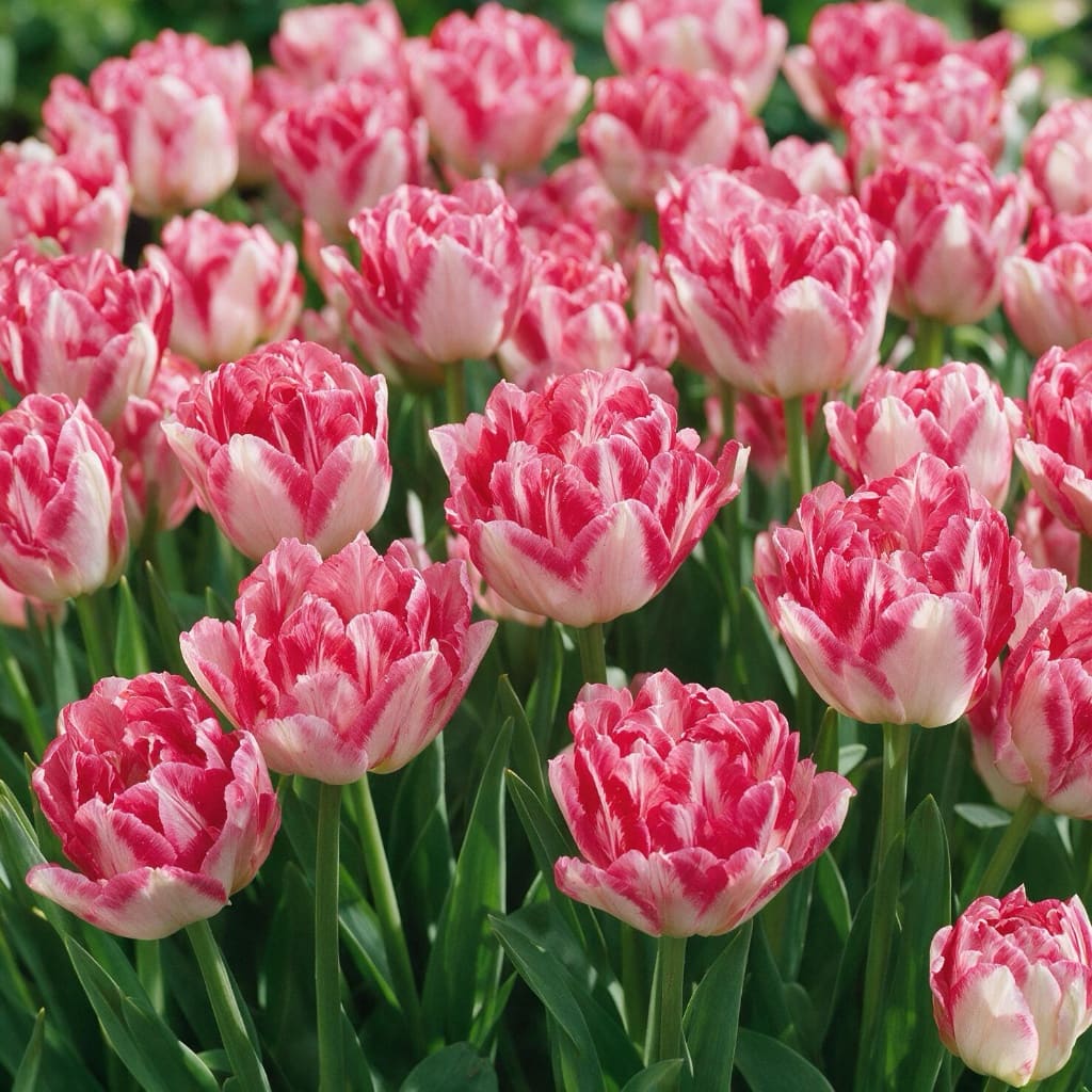Tulipa