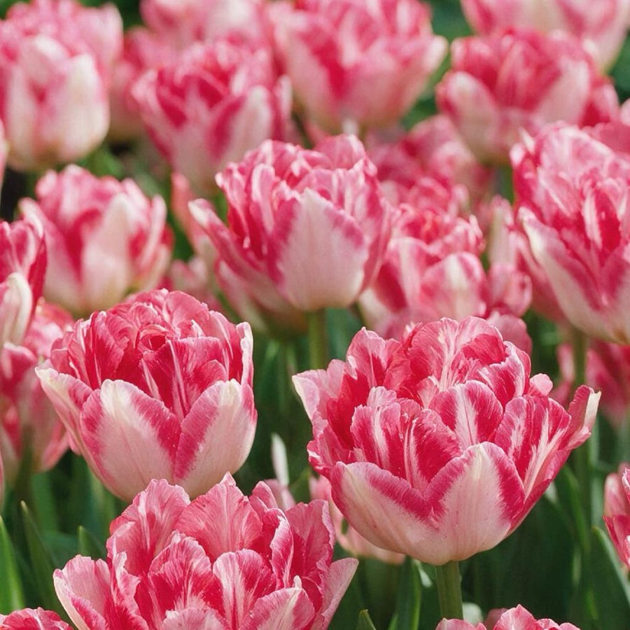 Gefüllte Tulpe 'Pink Delight' Rosa