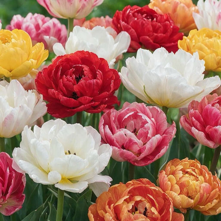 Gefüllte Tulpen Mix