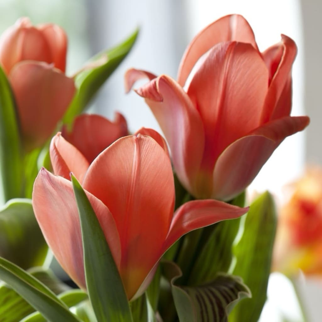 Tulipa