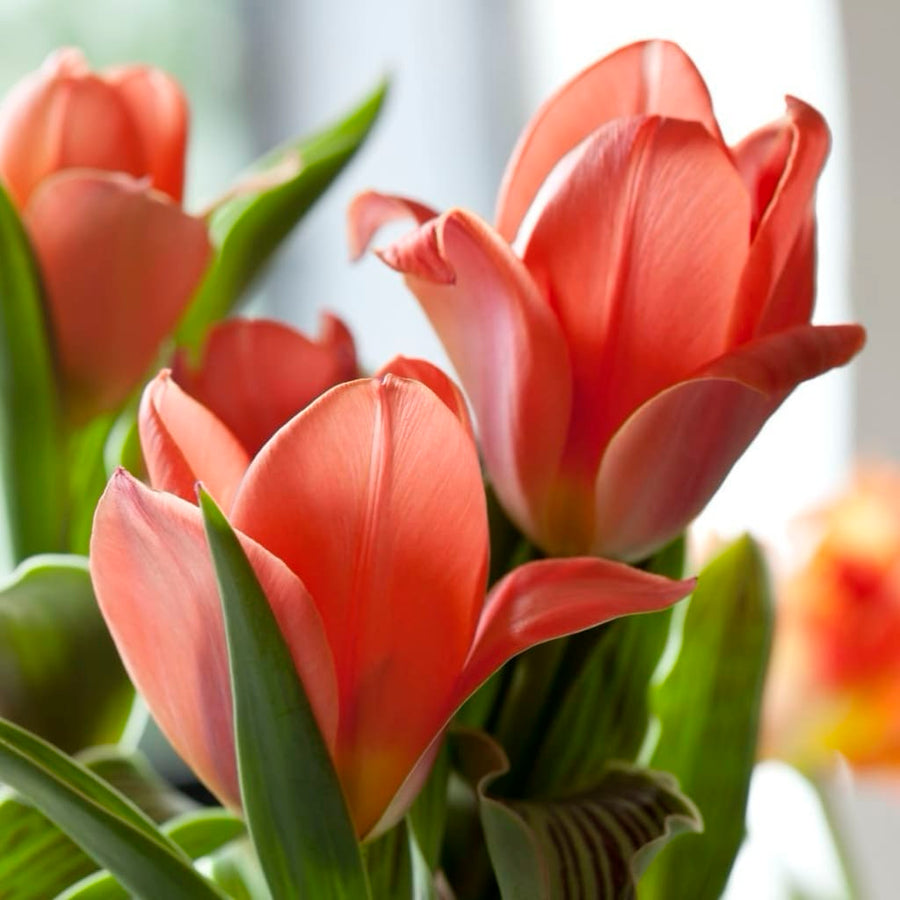 Tulipa