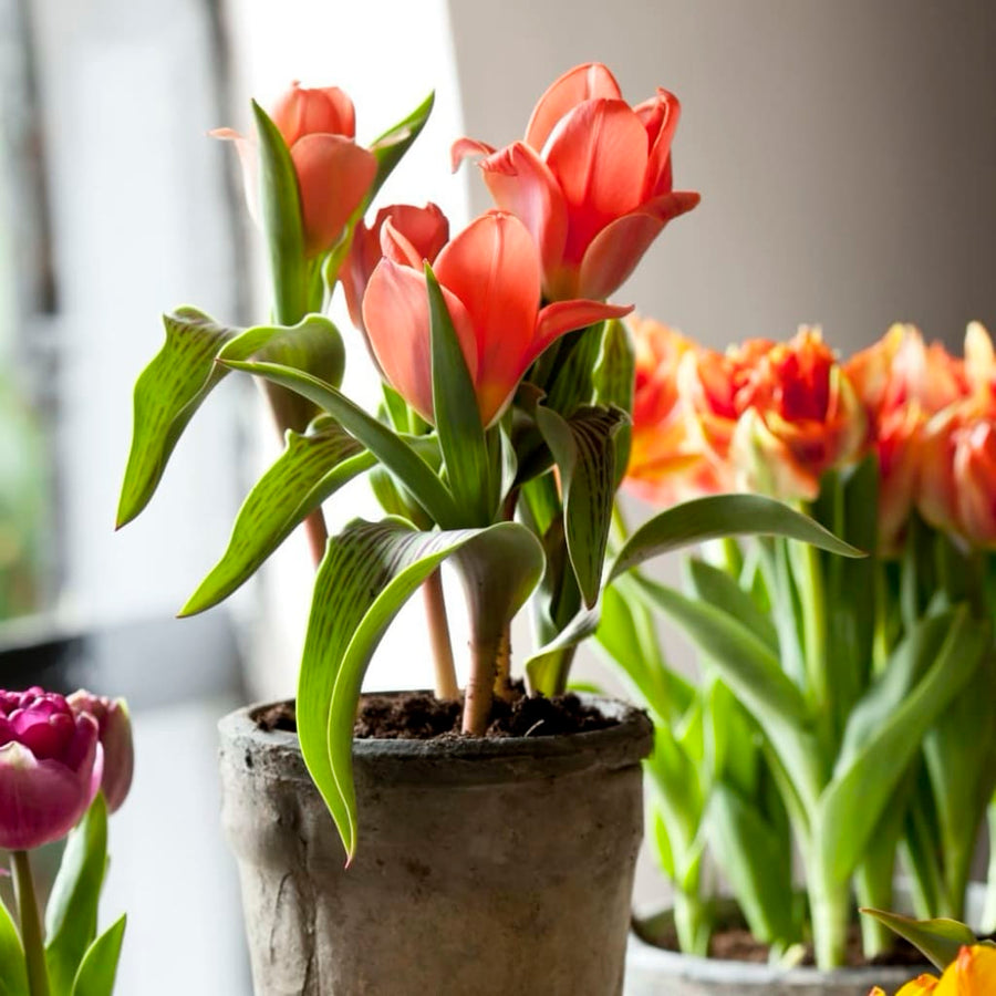 Greigii-Tulpe 'Oriental Beauty' Rot