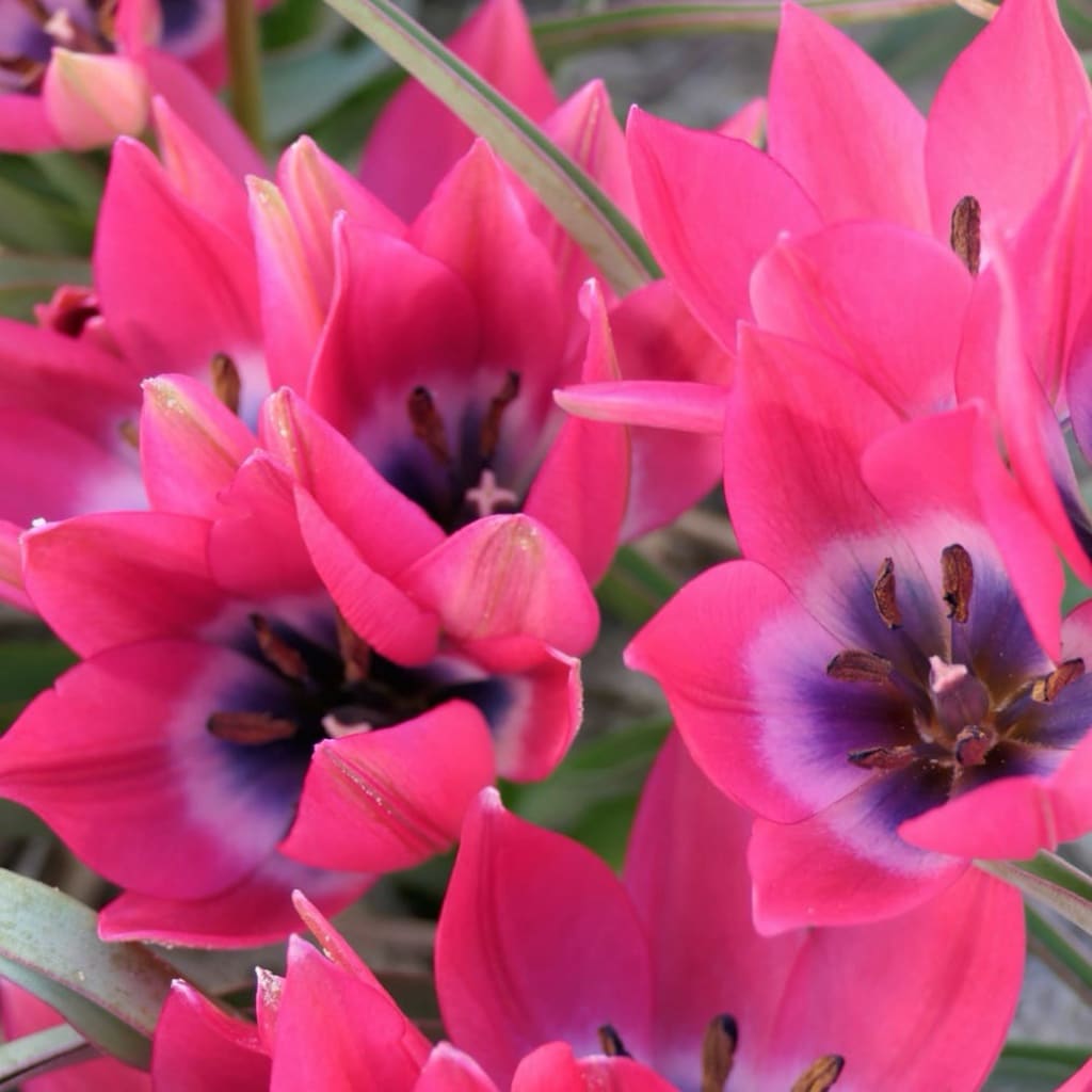 Tulipa humilis