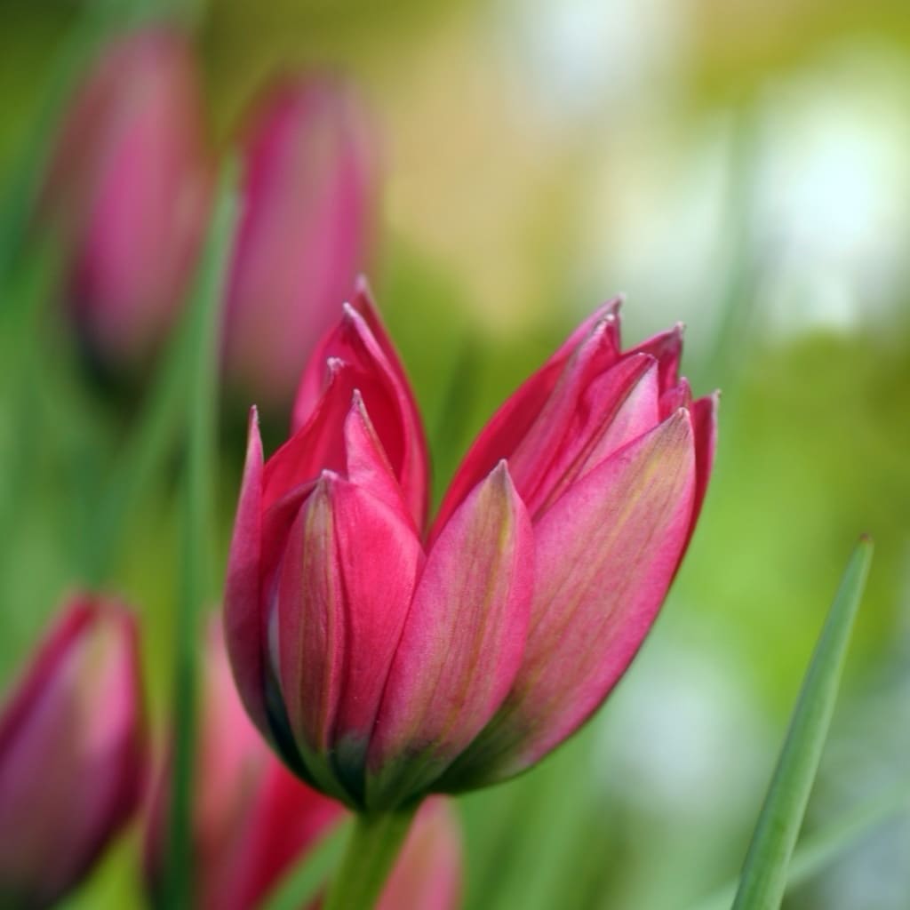 Tulipa humilis
