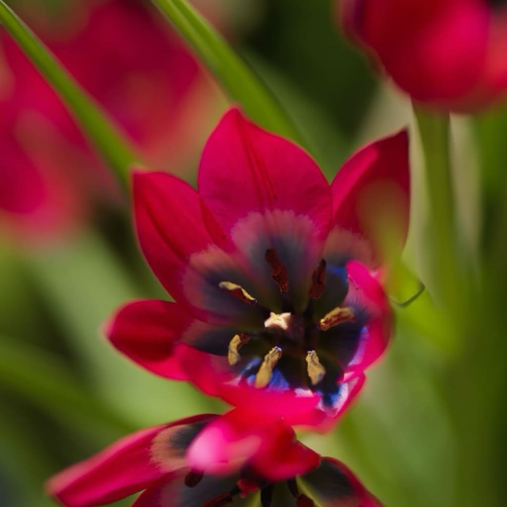 Tulipa humilis