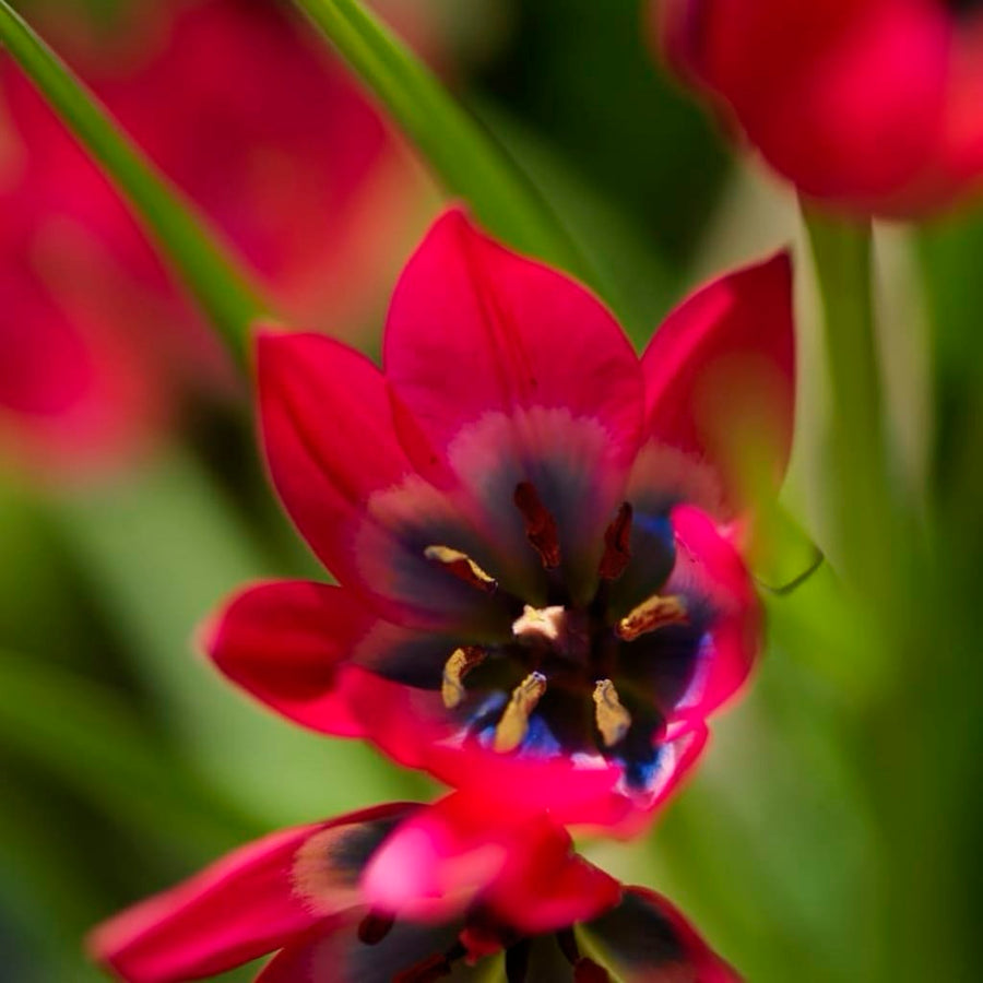 Tulipa humilis