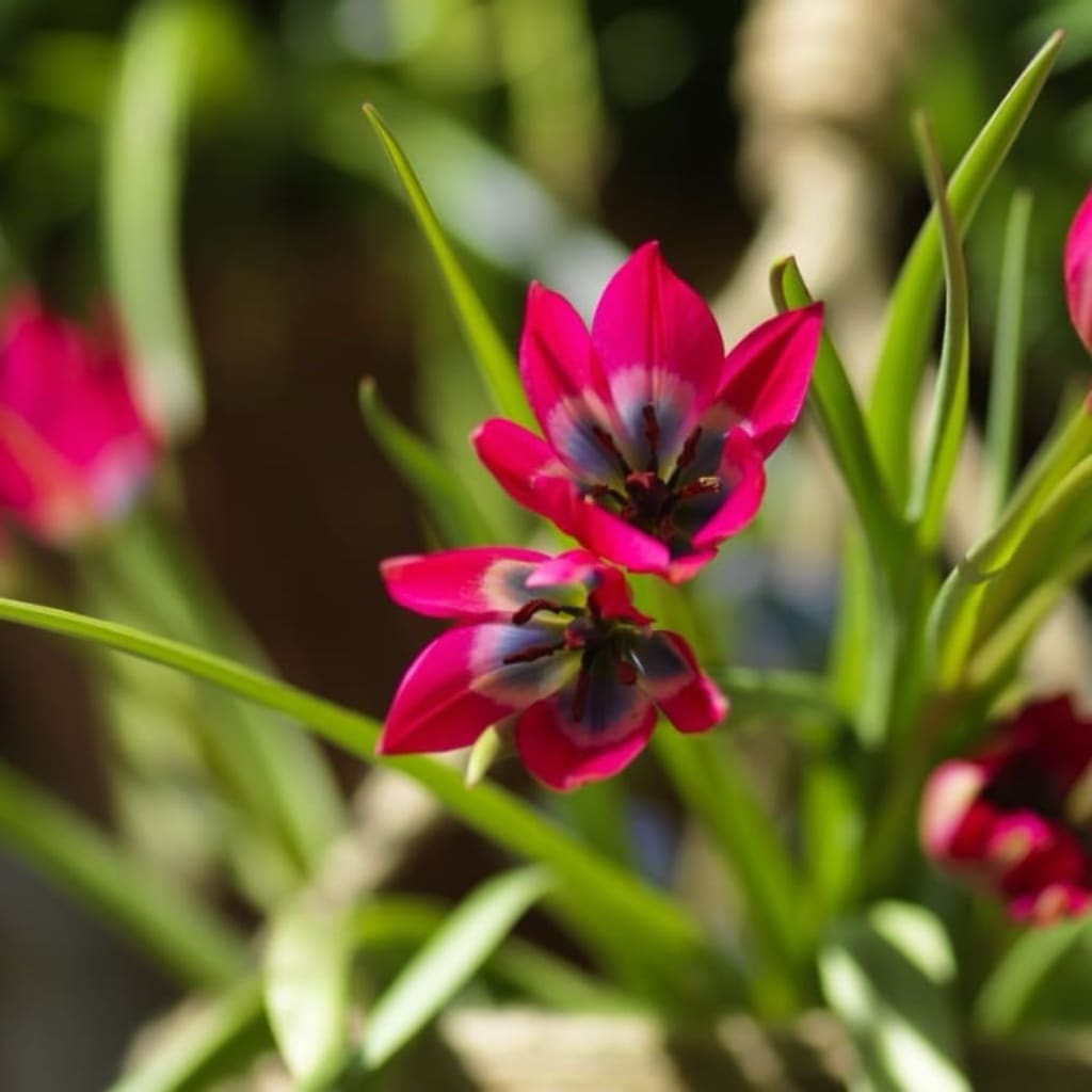 Wildtulpe 'Little Beauty' Rosa-Rot
