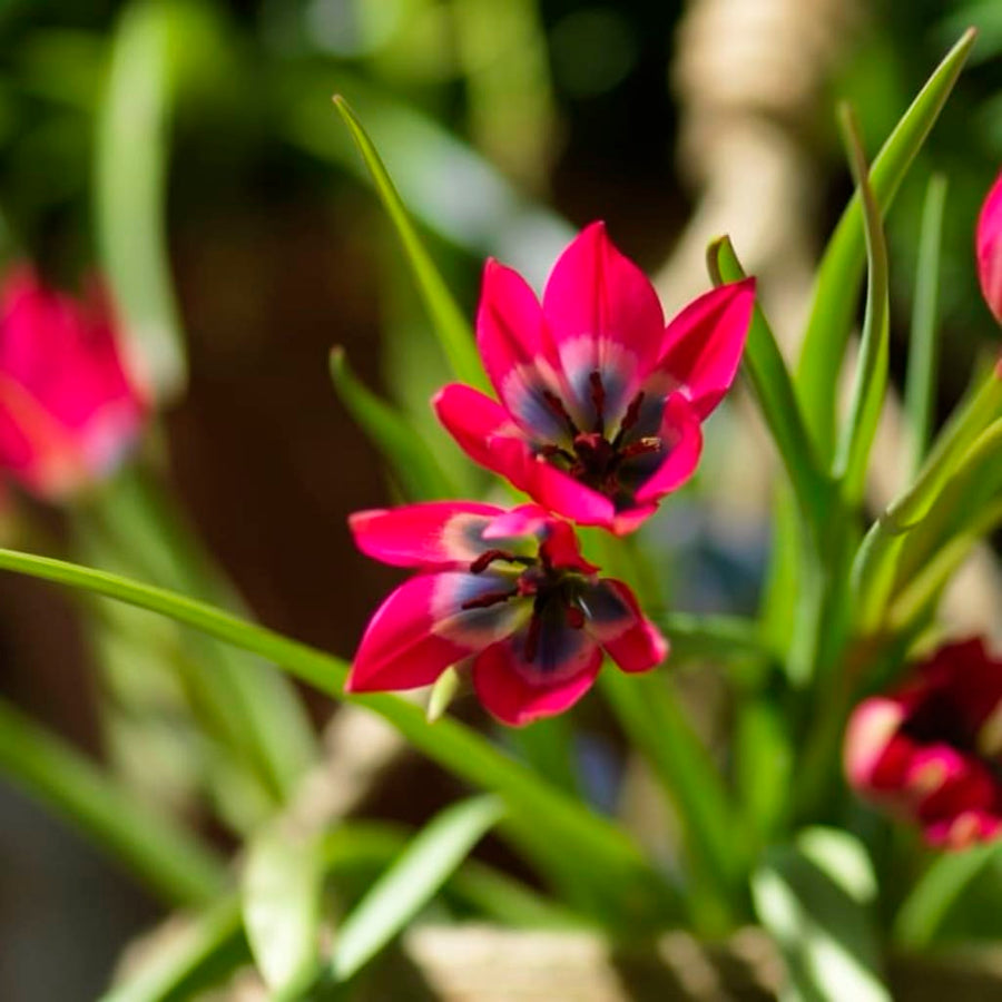 Wildtulpe 'Little Beauty' Rosa-Rot
