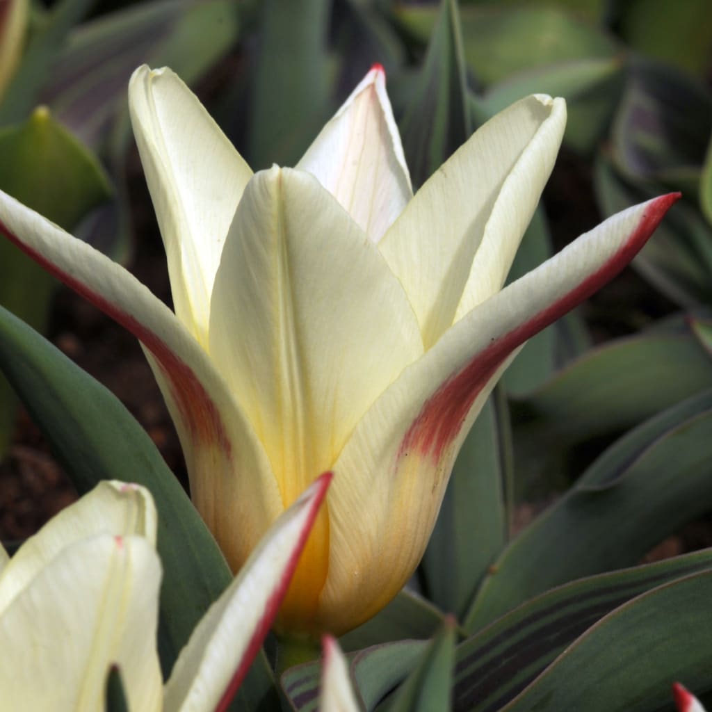 Tulipa